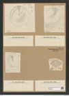Coscinodiscus martonsii Pant. (de-Toni-Nr.: Genus 202, Species 5128) Zeichnungen Sammlung Grunow Nr. 8886 (NHMW-BOT-W0378536)